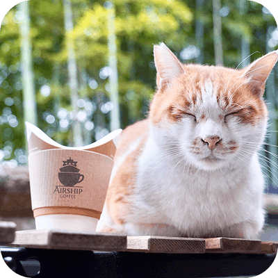 Airship Coffeeと茶色の猫