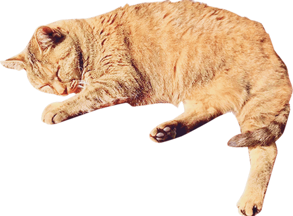 寝ている茶色猫